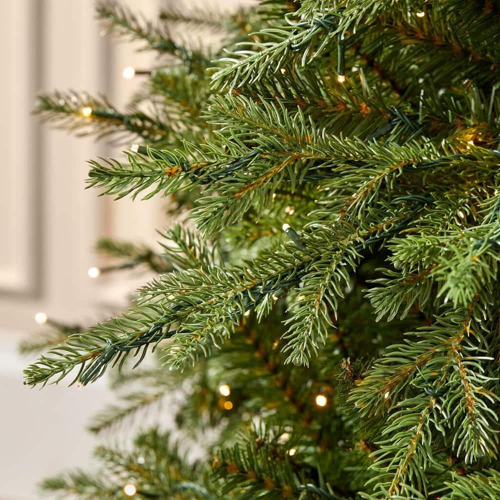 9 ft Grand Duchess Balsam Fir