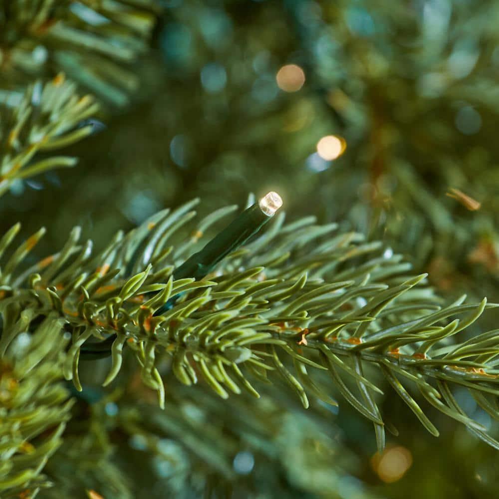 9 ft Grand Duchess Balsam Fir