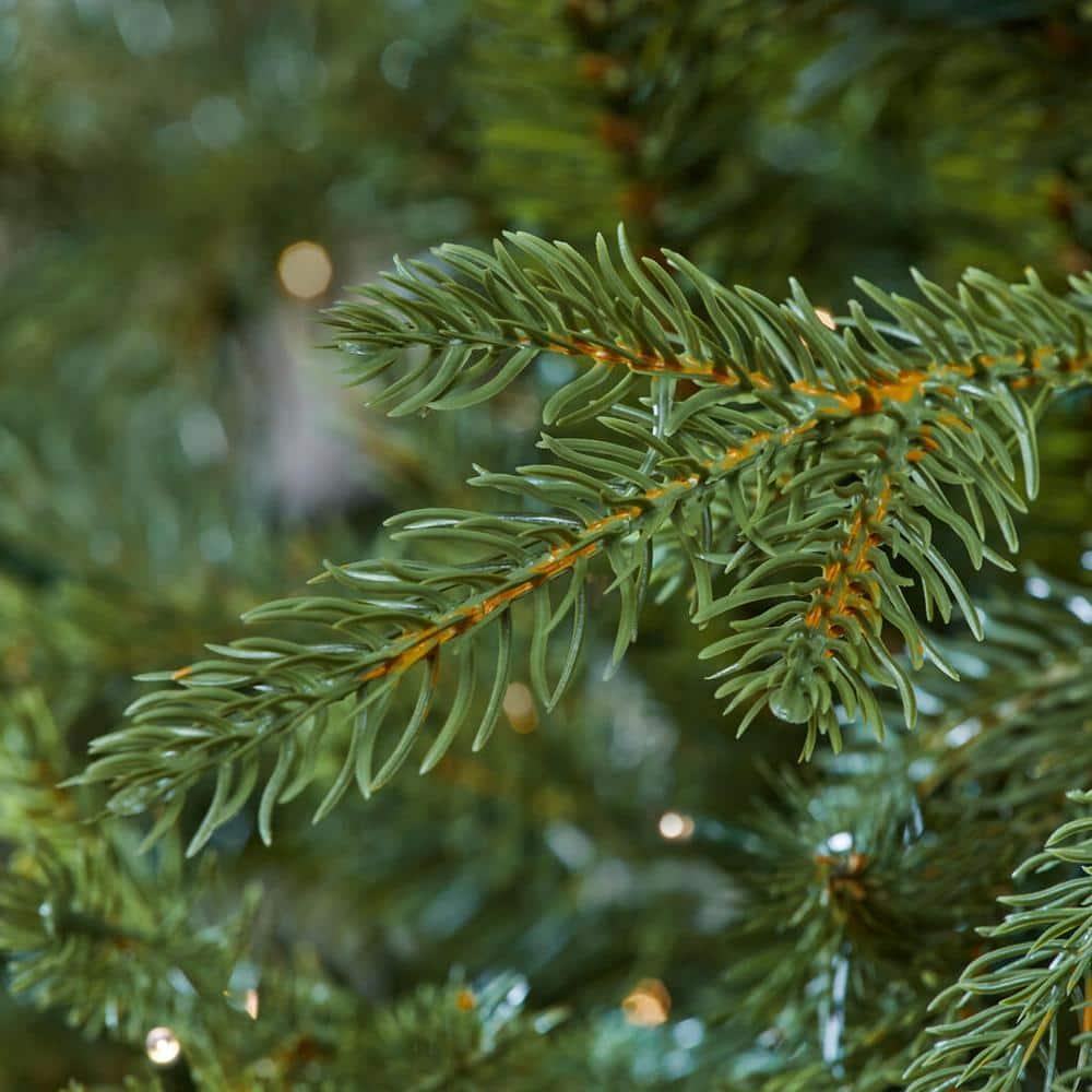 9 ft Grand Duchess Balsam Fir