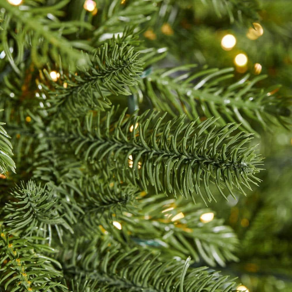 7.5 ft Grand Duchess Balsam Fir Christmas Tree