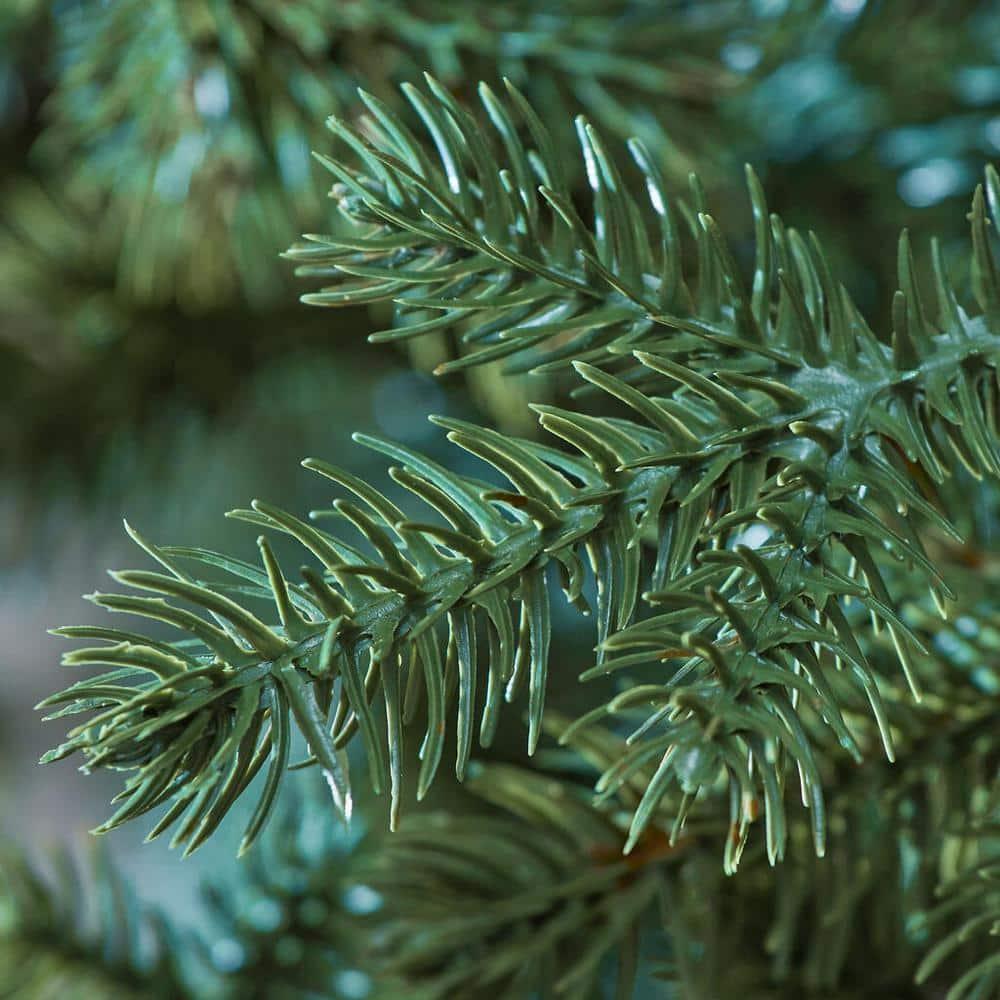 9 ft Elegant Grand Fir Christmas Tree